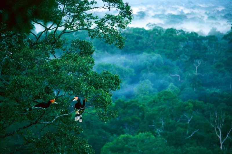 Biodiversity in tropical forests