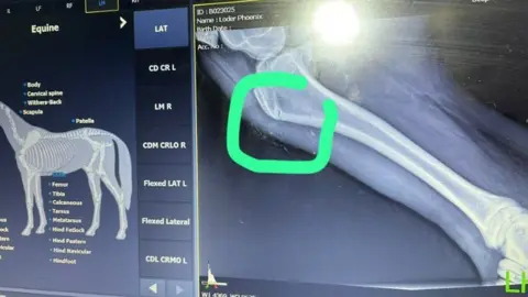 why are horses killed when they break a leg