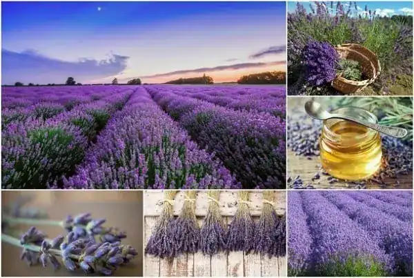 اللافندر ضمن أفضل نباتات طبية وعطرية للبيت