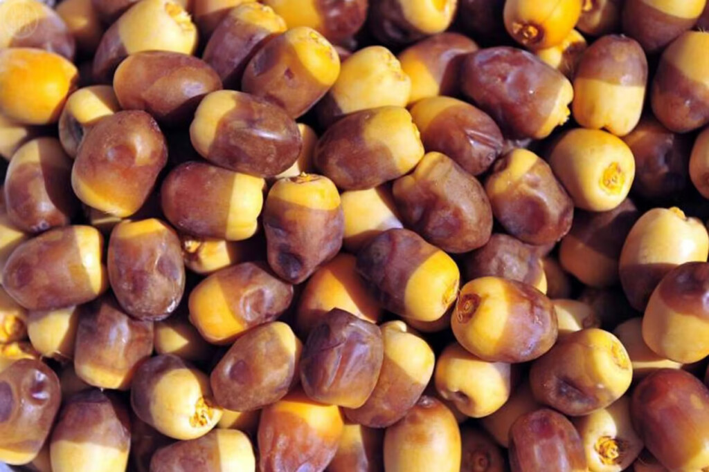 تمر سيوي جاهز للتصدير من واحة سيوة