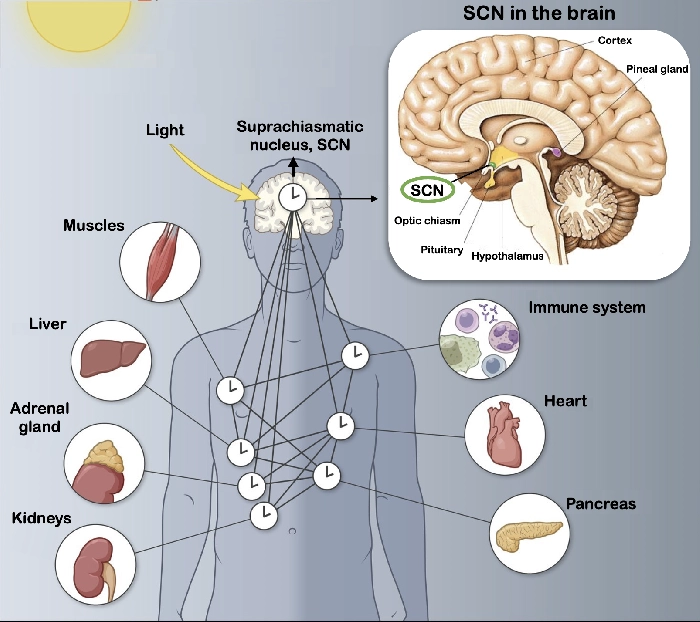 Diagram showing how the brain controls the biological clock and body functions