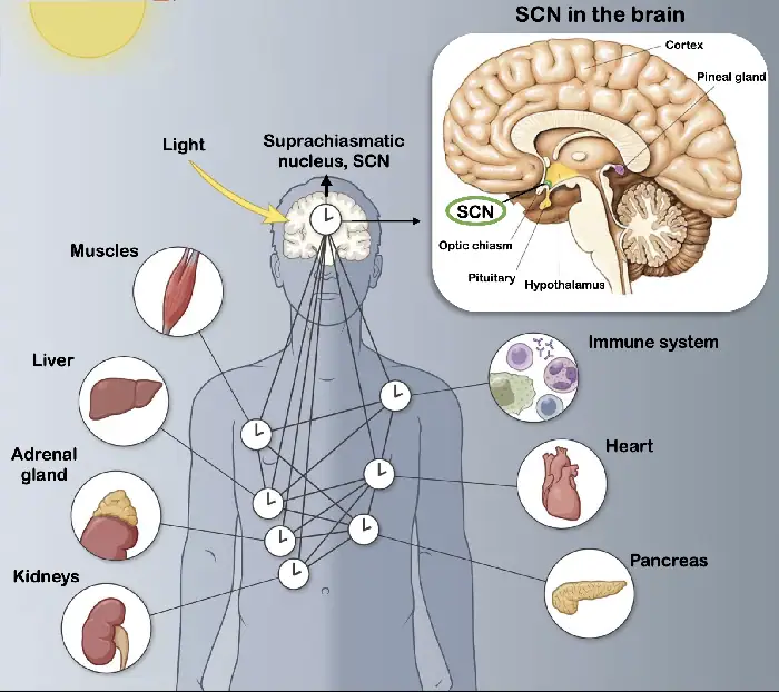 رسم توضيحي يوضح مركز الساعة البيولوجية في الدماغ وتأثير الضوء عليها