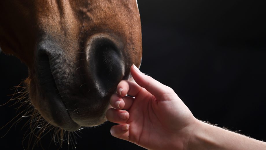 A touching moment between a rider and his injured horse before euthanasia