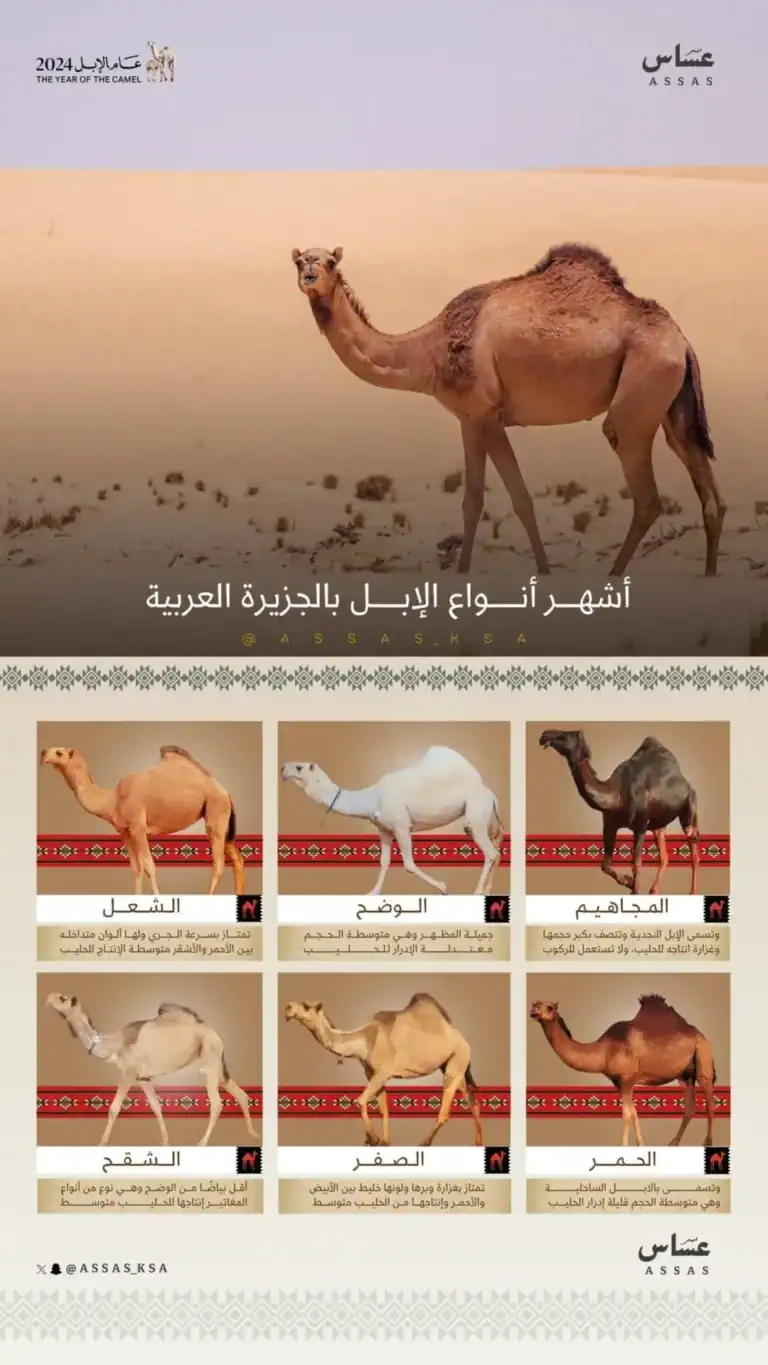 ألوان الإبل في السعودية