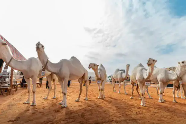 ألوان الإبل في السعودية الوضح