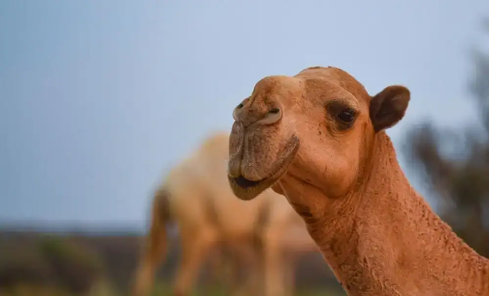 الشعل ألوان الإبل