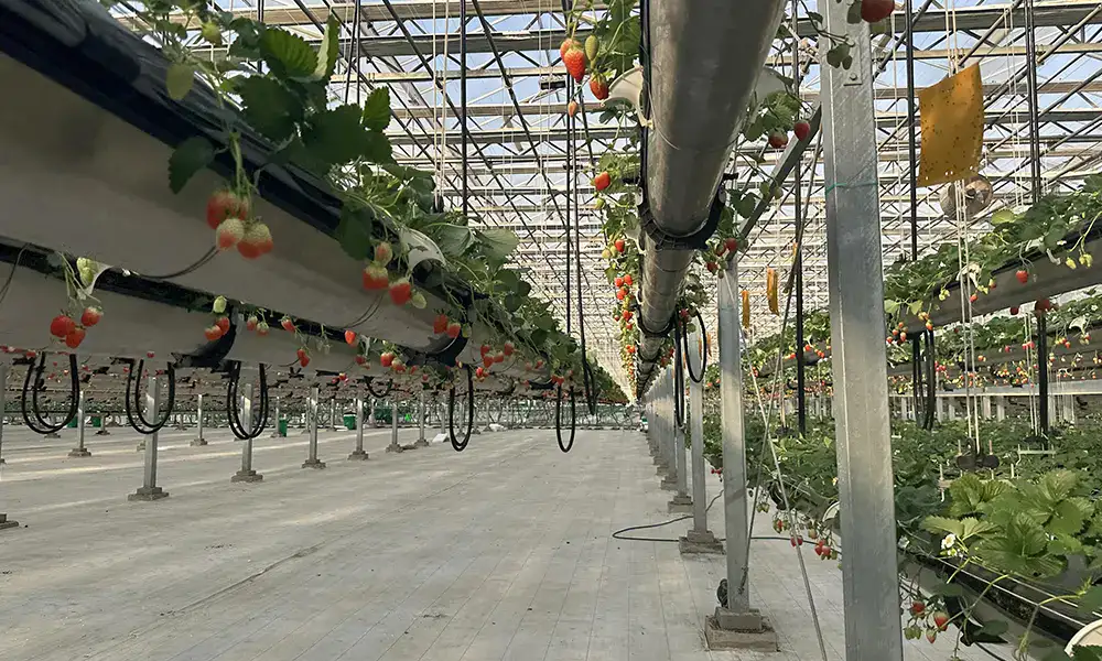 بيت بلاستيكي ذكي لزراعة الفراولة بتقنيات التحكم في المناخ