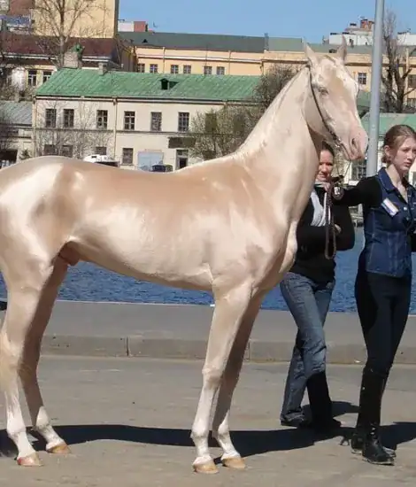 سلالات الخيول