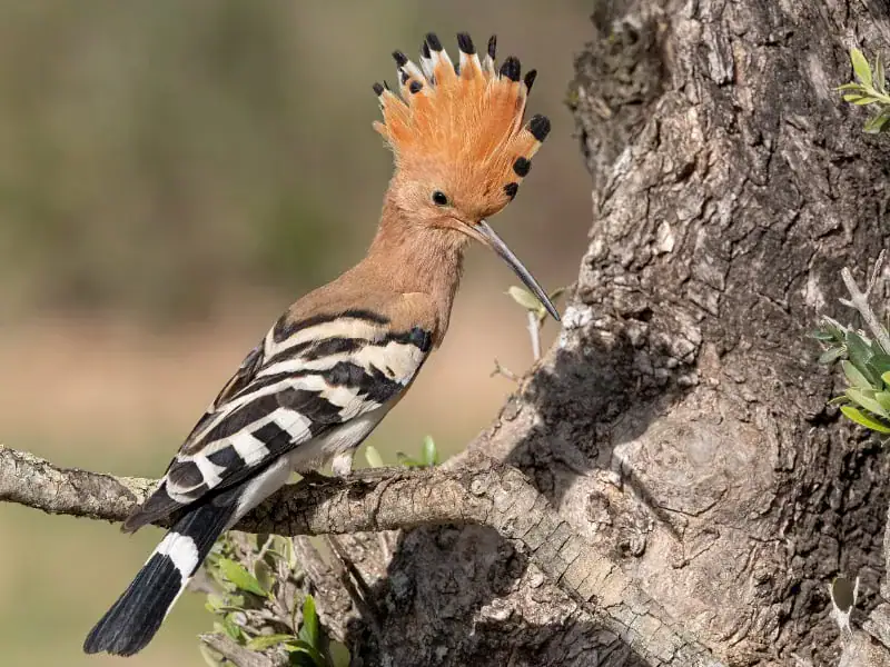 طائر الهدهد المعروف بجمال ريشه على رأسه