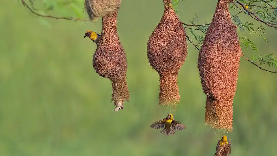 عش طائر مبني بدقة وإتقان على غصن شجرة