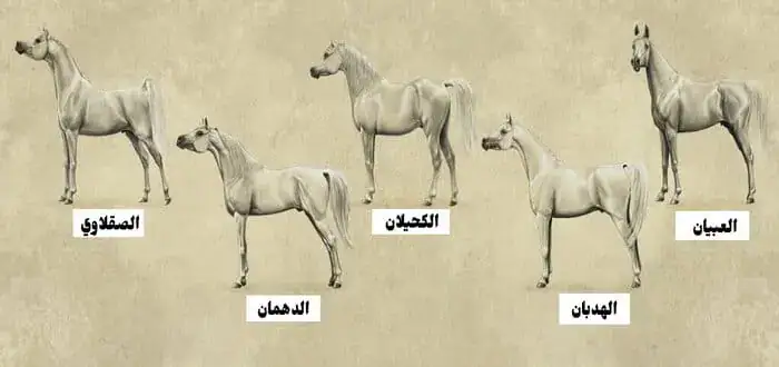 أشهر سلالات الخيل العربي الأصيل
