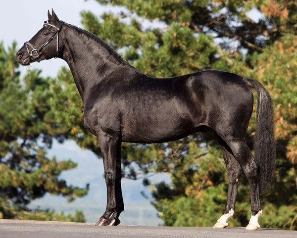 الحصان الأدهم