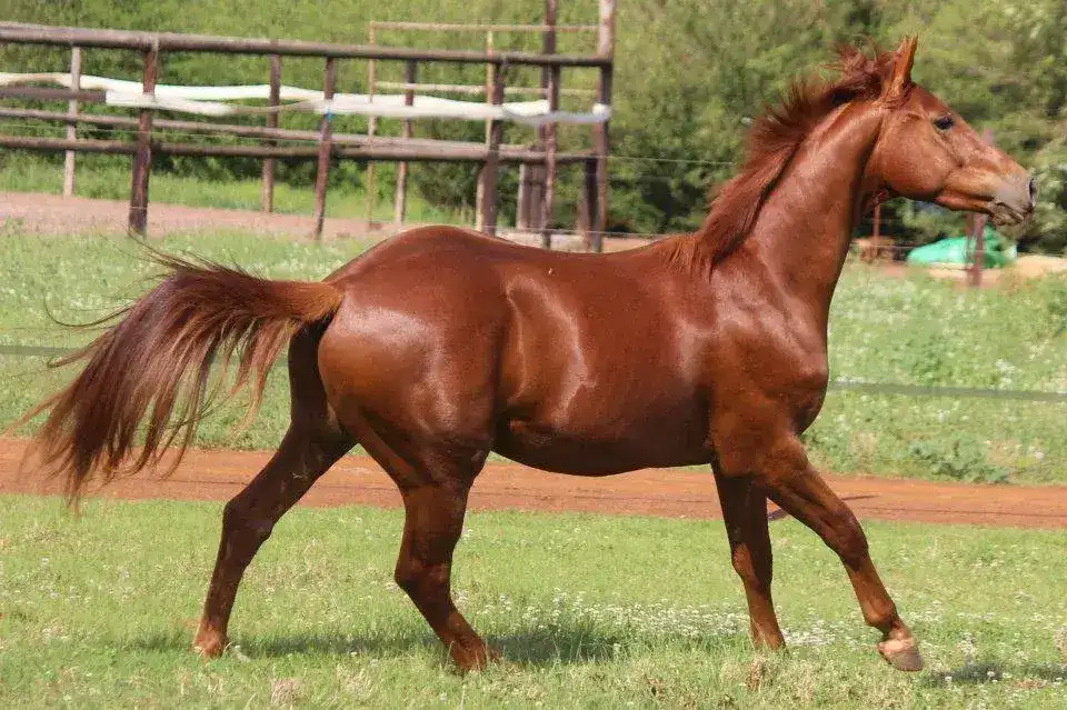 الحصان الأشقر