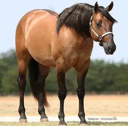 أسماء ألوان الخيول