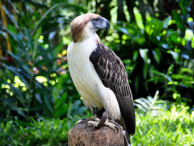 أضخم الطيور الجارحة