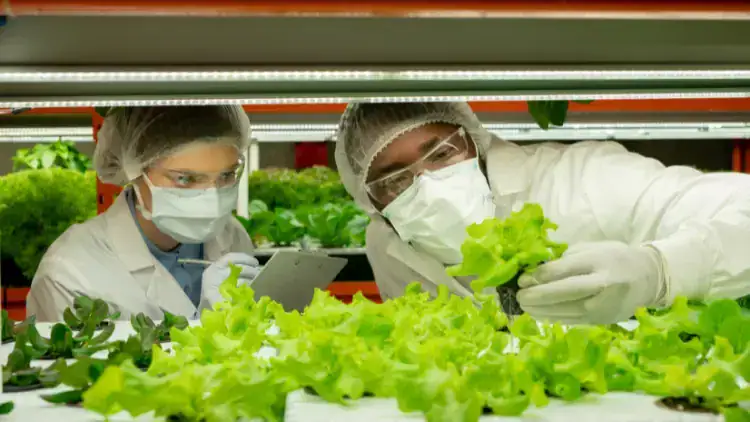 عالم في مختبر يقوم بفحص عينة من الفاكهة لضمان سلامة الغذاء