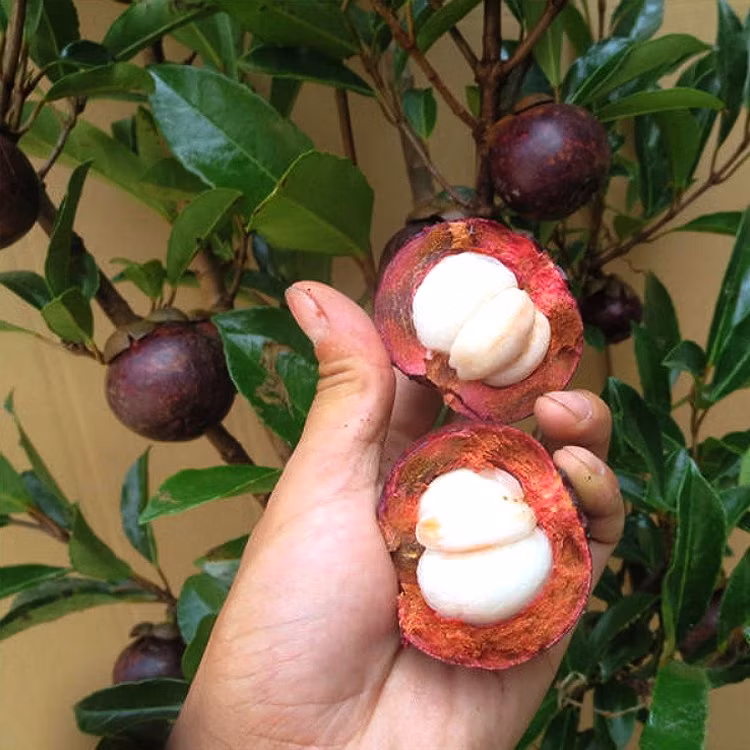 الفوائد الصحية لفاكهة المانجوستين