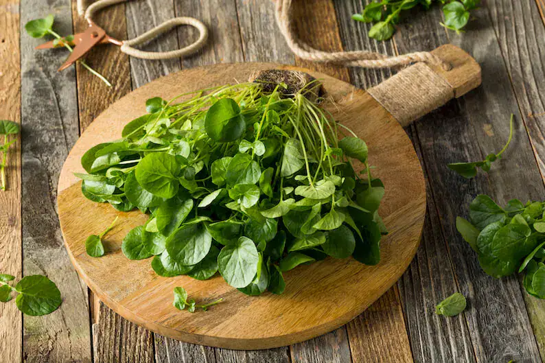 فوائد الجرجير