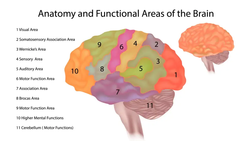 نشاط الدماغ أثناء التفكير الإيجابي في القشرة الأمامية وانخفاض نشاط اللوزة الدماغية