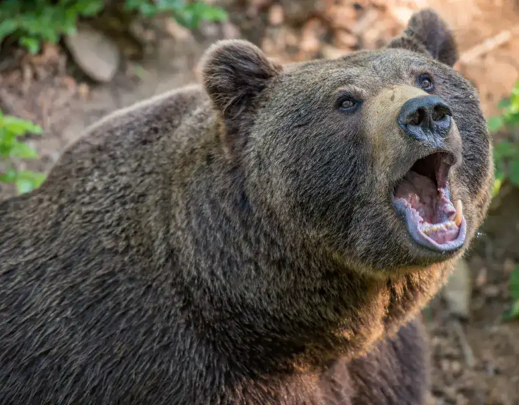 هجوم دب في اليابان داخل إحدى المناطق الجبلية