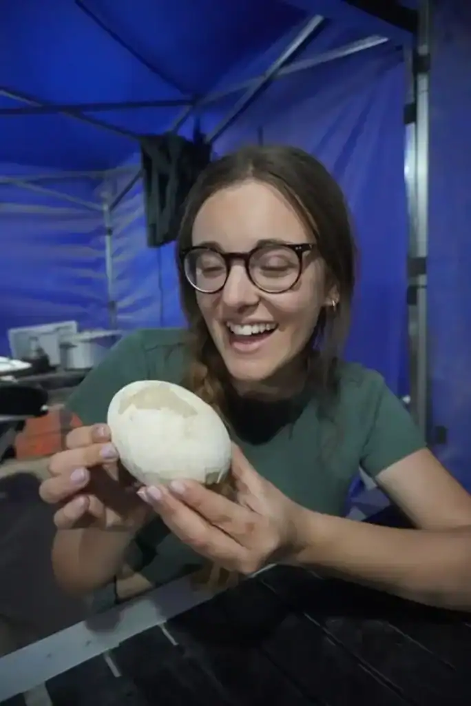 هل تم العثور على بيض ديناصورات حقيقي