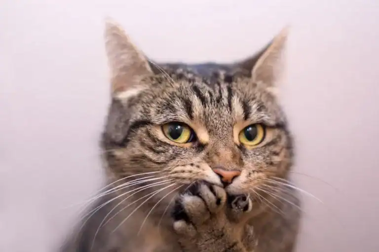 الذكاء الاصطناعي والقطط