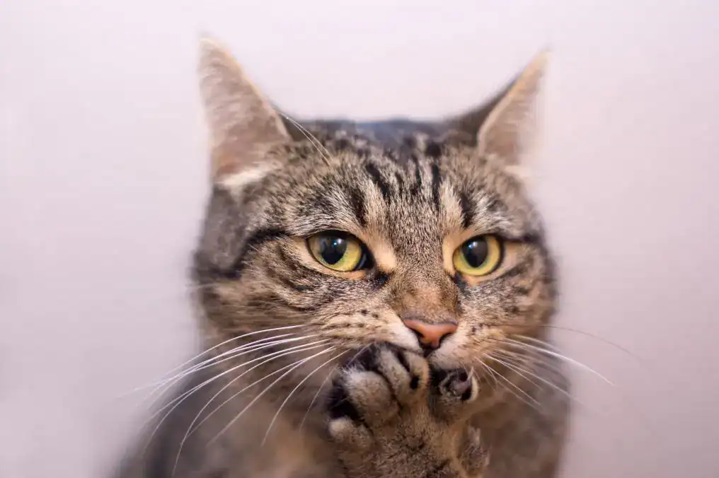 الذكاء الاصطناعي والقطط