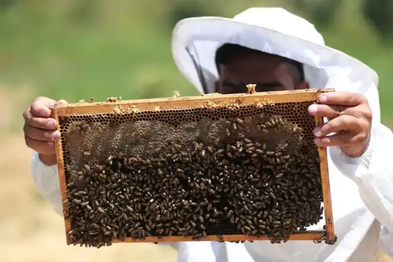 تربية النحل وإنتاج العسل