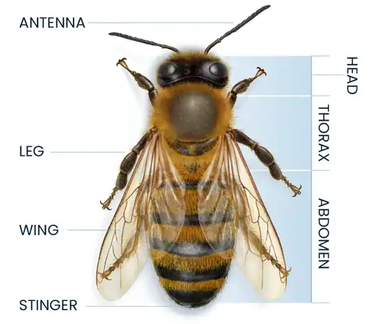دور أجزاء النحلة