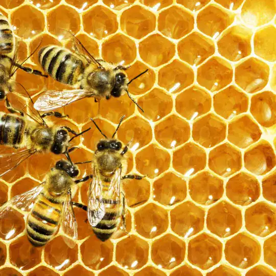كيف يصنع النحل العسل