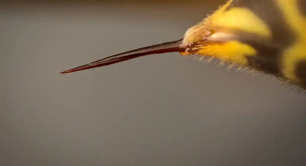 كيف يعمل جهاز اللسع عند النحل