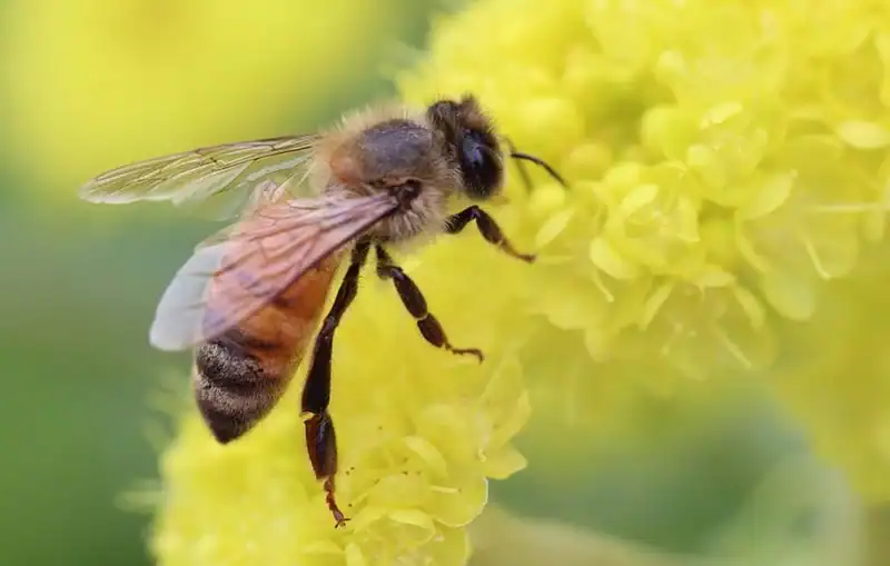 معلومات عن النحل