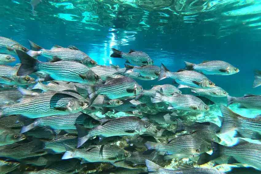 نشاط الأسماك وقت المد