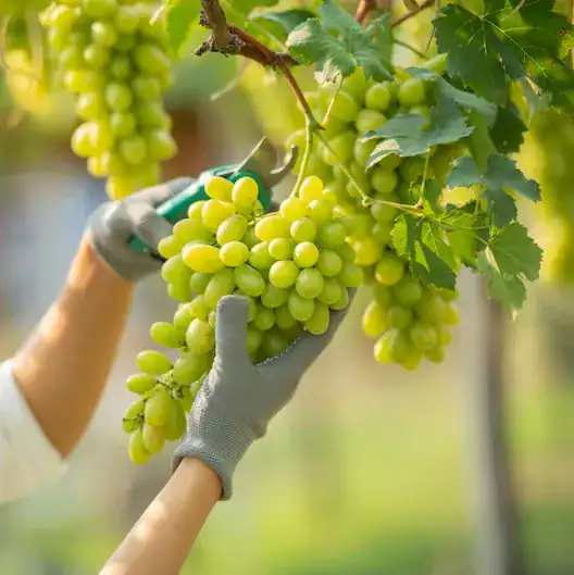 الأضرار الصحية في العنب