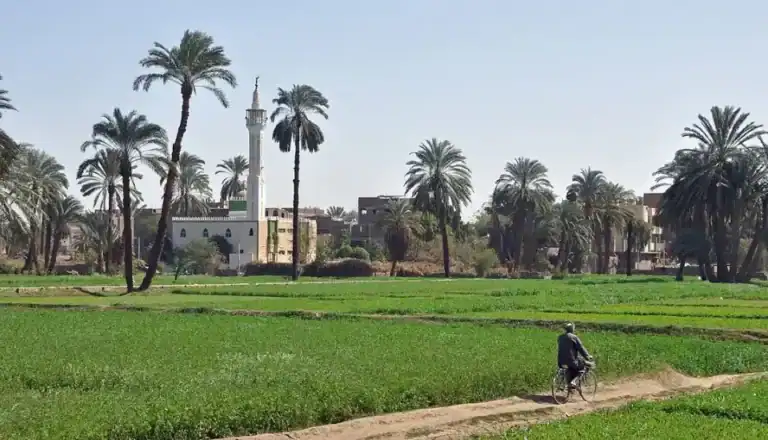 ما هي الزراعة التي تشتهر بها مصر