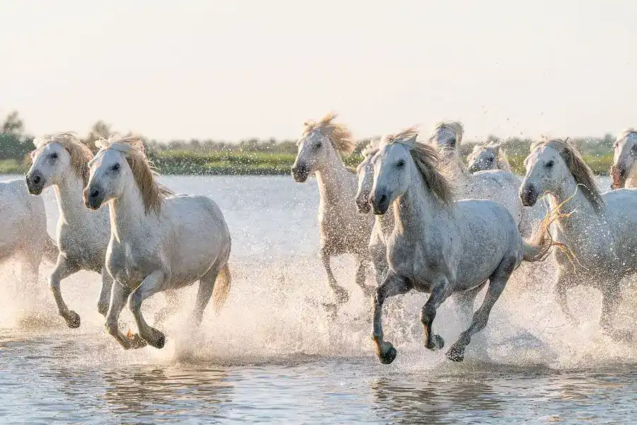ماذا قال رسول الله عن الخيول
