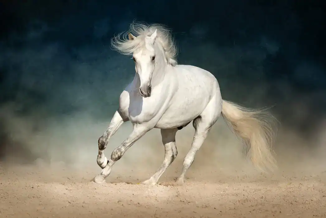 معلومات عن الخيل والفروسيه