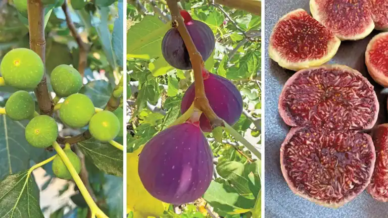 أفضل أنواع التين وطرق اختيارها
