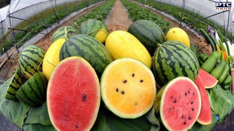 أنواع البطيخ واسمائها وألوانها