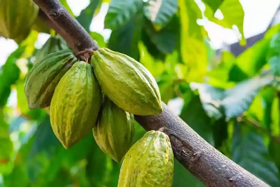 الكاكاو  نباتات الأمازون الطبية