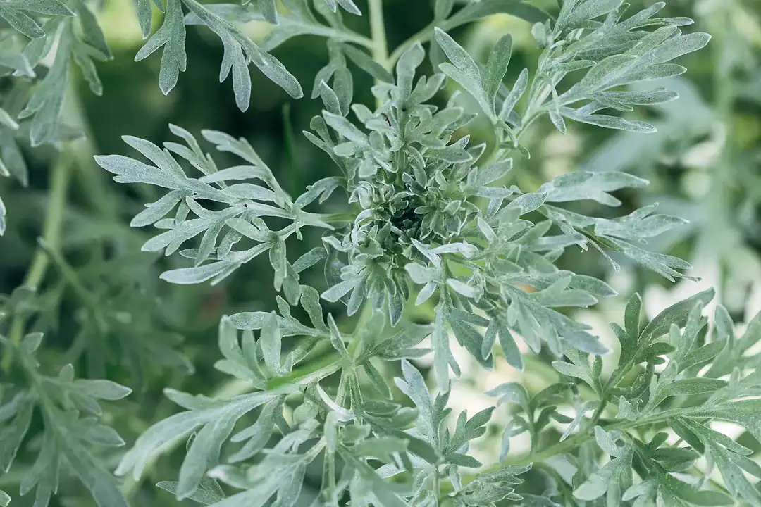 فوائد شرب الشيح قبل النوم