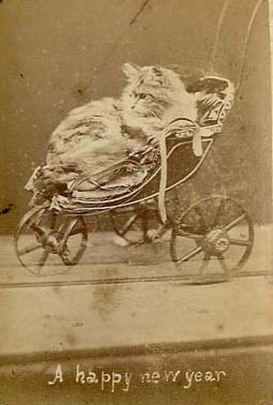 صور قطط قديمة - الصورة 1