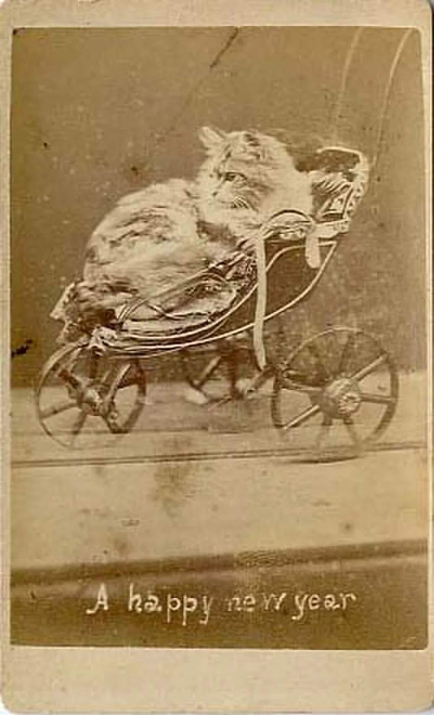 صور قطط قديمة - الصورة 10