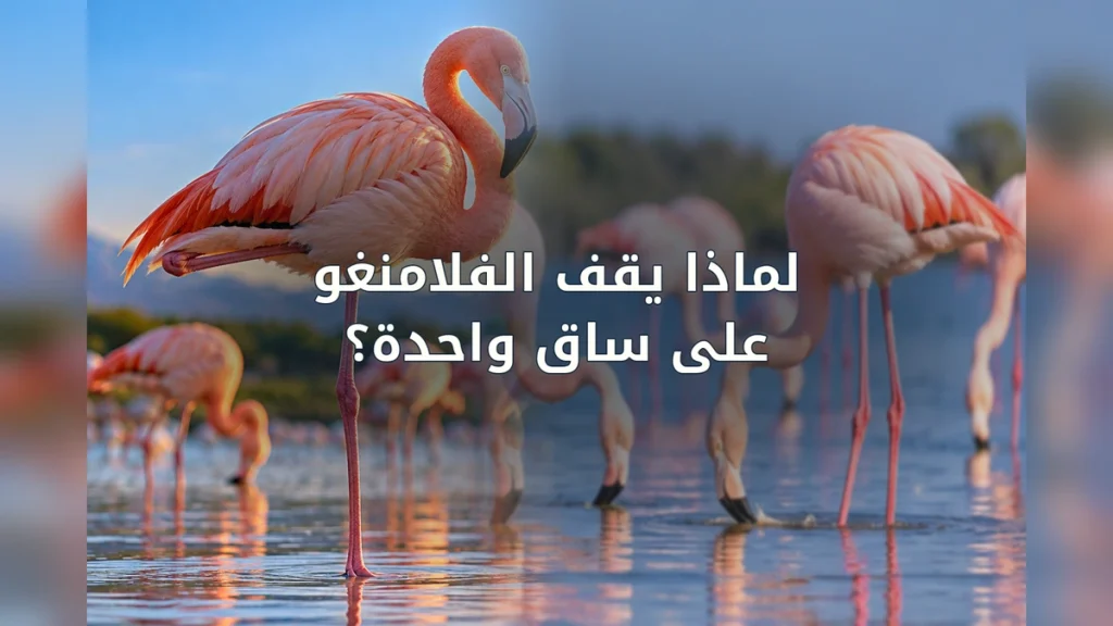 طائر فلامنغو وردي يقف على ساق واحدة في بحيرة ضحلة مع طيور خلفه وعنوان عربي في المنتصف