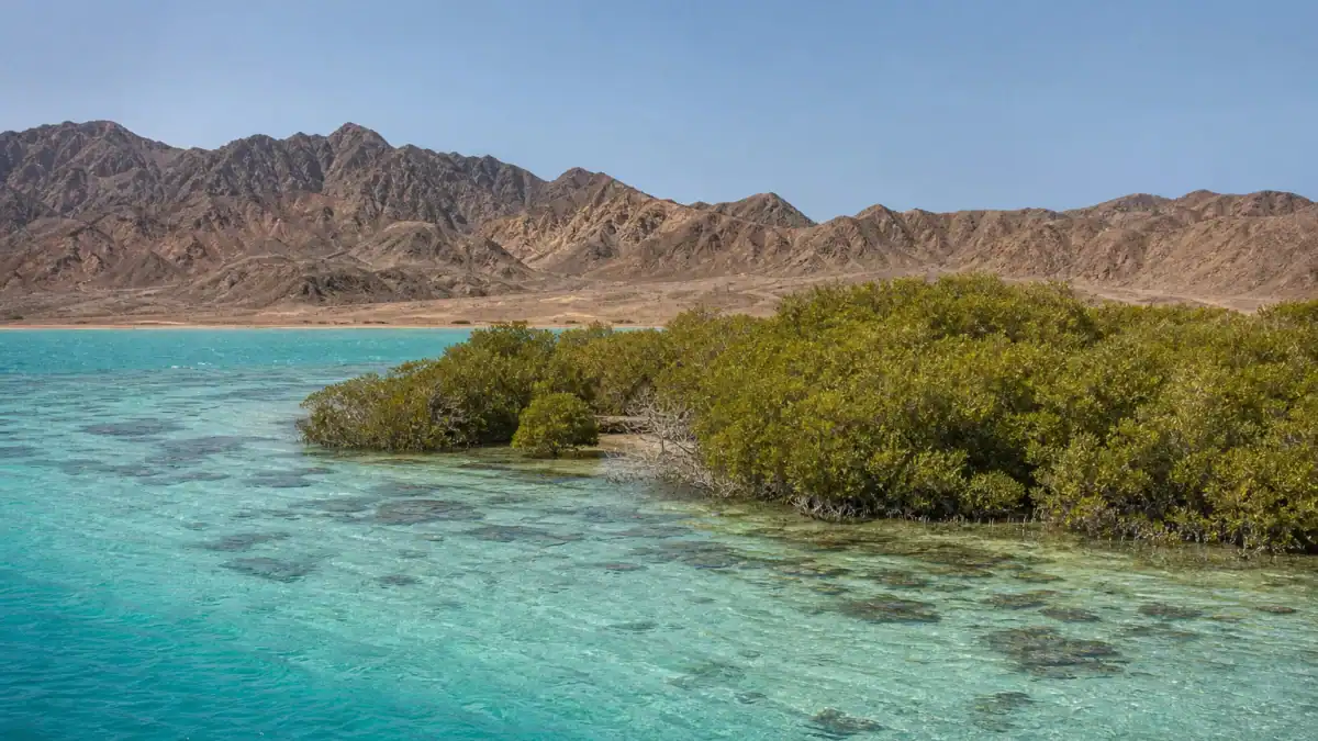 ساحل مانغروف ومياه البحر الأحمر داخل محمية وادي الجمال–حماطة