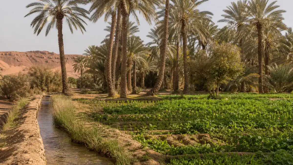نخيل وحقول صغيرة وقناة ماء داخل واحة مغربية في بيئة جافة