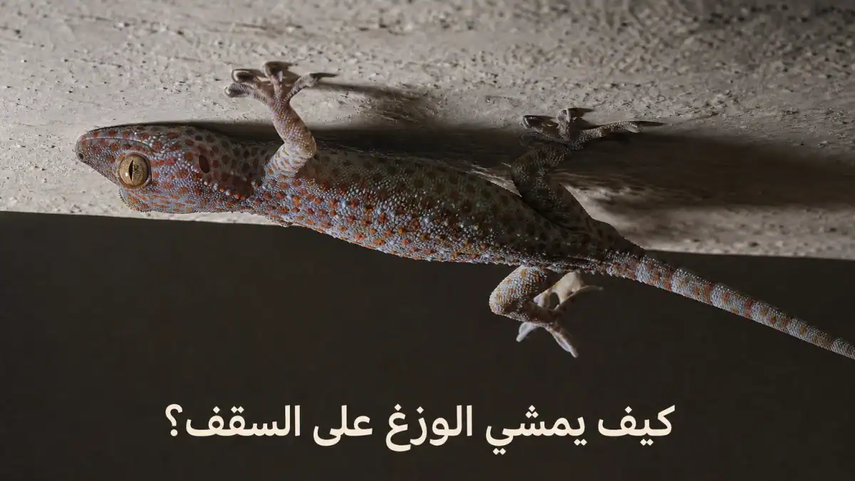 وزغ يتحرك مقلوبًا على سقف ويحرر إحدى قدميه تدريجيًا