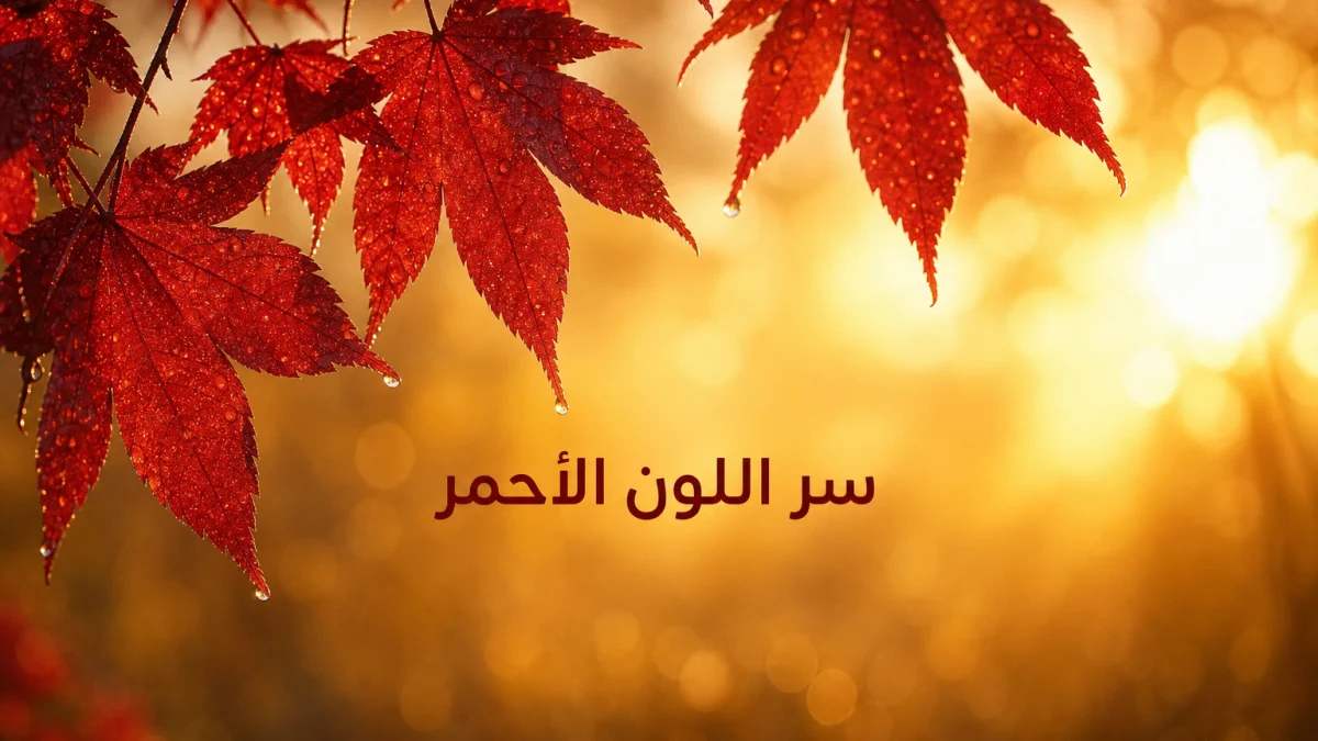 أوراق قيقب حمراء مضاءة بالشمس تمثل ألوان الخريف الزاهية