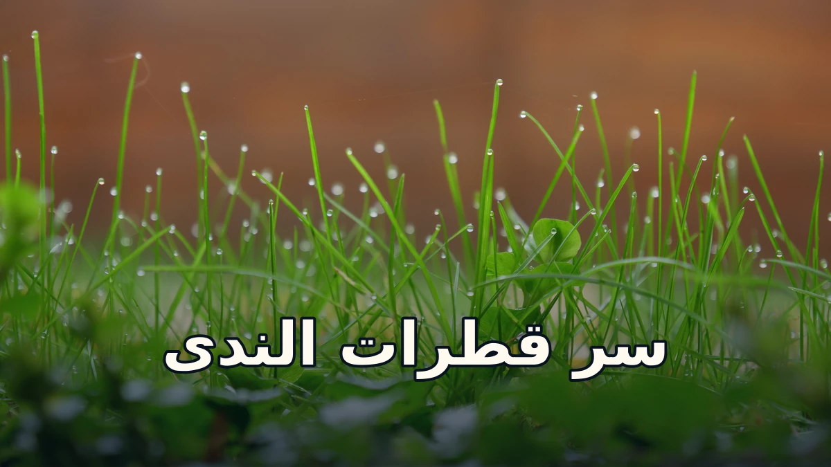 قطرات ندى حقيقية تتلألأ على أعواد العشب الأخضر مع عنوان عربي سر قطرات الندى