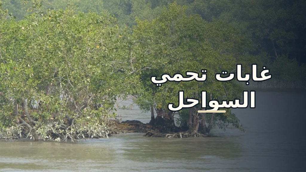 غابات المانغروف: أشجار تعيش في الملح وتحمي السواحل